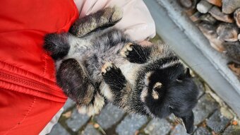 Sameček mládě zakrslý beránek