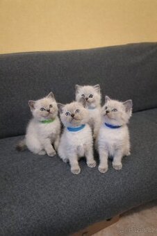 Britská koťátka Colorpoit