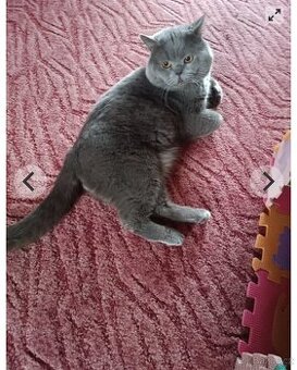 Britský kocour ke krytí