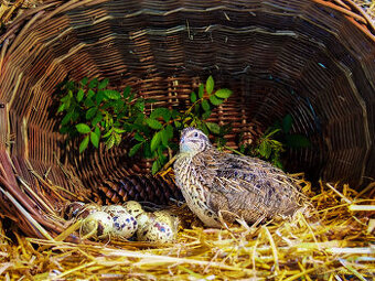 Japonská Nosná Křepelka - Násadová vejce + Topný sáček