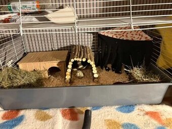 Prodám morčata – 2× sameček (5 měsíců) + klece