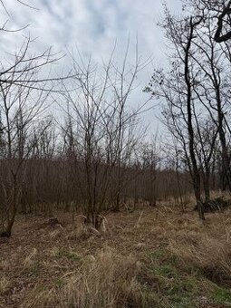 Prodej lesních pozemků k.ú. Lesonice u Moravského Krumlova (