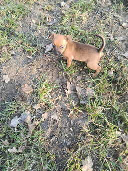 pražský krysaříkl