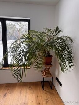 Velká Palma Areca, stáří 17 let