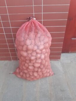 PRODÁM SADBOVÉ BRAMBORY