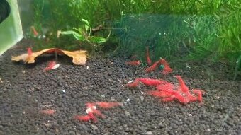krevetky neocaridina red demon OE - neocaridina oranžové oči