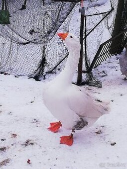 Houser loňský na chov