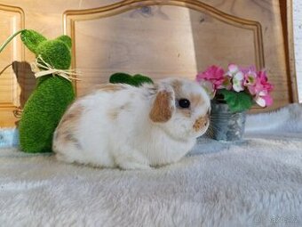 volná samička - minilop