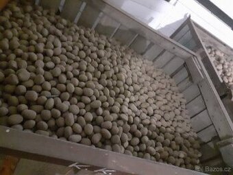 Sadbové brambory Roňa a Adéla