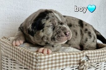 American bully xl xxl