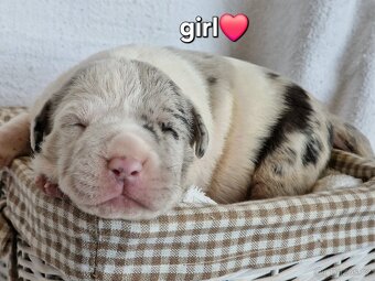 American bully xl xxl