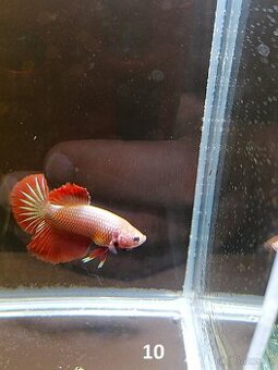 Betta Splendens - Betta bojovnice (Samec 10)