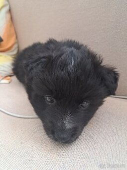 Špic X pomeranian