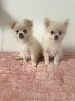 Štěňátka Pomeranian