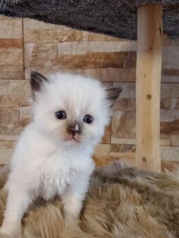 Luxusní Ragdoll koťátka bez PP k rezervaci
