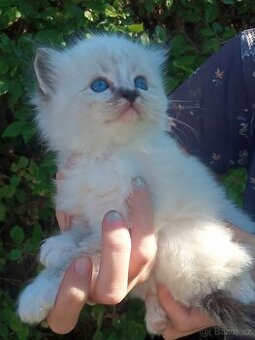 Luxusní Ragdoll koťátka bez PP