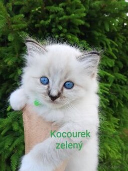 Ragdoll koťátka bez PP