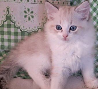 Koťátka  ragdoll s PP