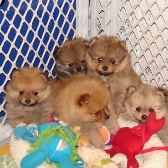 pomeranian pomerian Boo