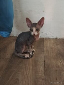 Sphynx koťátka