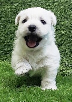 Westík, West highland white terrier