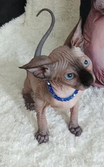 Kanadský sphynx