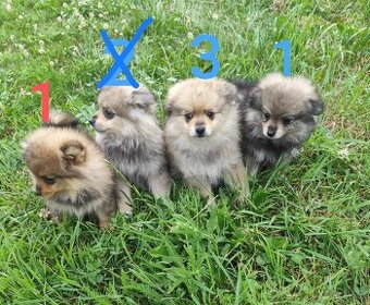 Štěňátka špic pomeranian