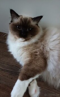 Kočička ragdoll seal mitted s PP