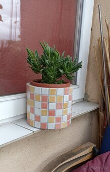 Tlustice ( crassula ovata)