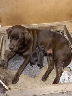 Labrador retrívr