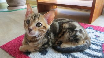 Bengálská kočka - 1