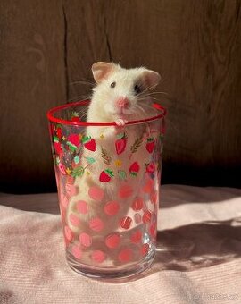 Křeček syrský/ zlatý