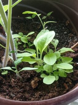 Semena Vrginský Kentucky Burley (Nicotiana tabacum) - semena