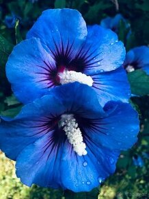 Ibišek Syrský keřový 12 barev - druhů