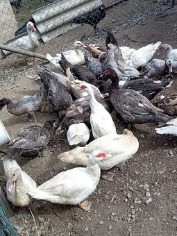 Dárek k Vánocům . Prodám čínské kachny (pižmové)