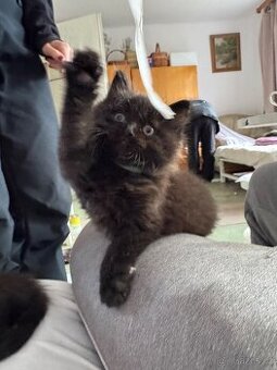 Koťátko Čtyřlístek 🍀