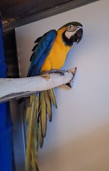 Ara Ararauna 1.0 - 1