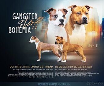 Štěně americký stafordšírský teriér s pp