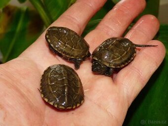 Želva trojkýlná (Mauremys reevesii)