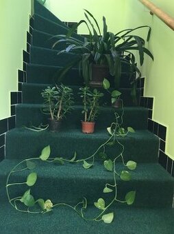 pokojové kytky č.1