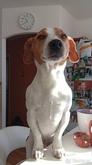 Jack Russell teriér