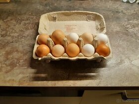 Domácí vejce Přeštice