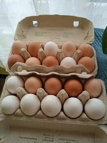 Vajíčka - 1