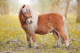 Připouštění Shetland pony