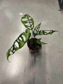 Monstera obliqua Peru