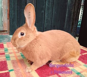 BURGUNDSKÝ králík s PP - POSLEDNÍ SAMIČKY 🐇🐇🐇⭐️⭐️