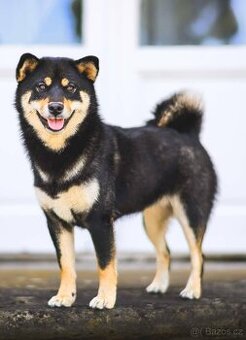 Shiba inu s FCI PP - 1