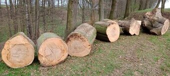Bukové dřevo - kmeny