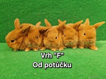 Zakrslý beránek, registrovaný chov