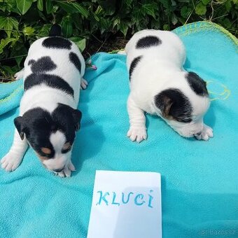 Zadam štěňatka jack russel teriera